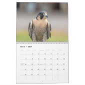 2027 Slechtvalk | Snelste Vogel ter Wereld Kalender (Mar 2027)