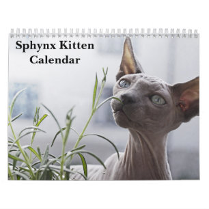 2027 Sphynx Kitten Kalender