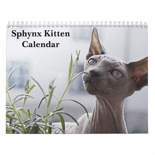 2027 Sphynx Kitten Kalender (Hoes)