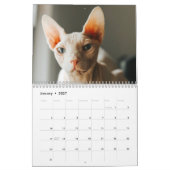 2027 Sphynx Kitten Kalender (Jan 2027)