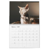 2027 Sphynx Kitten Kalender (Feb 2027)