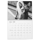 2027 Sphynx Kitten Kalender (Mar 2027)