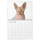 2027 Sphynx Kitten Kalender (Jan 2027)