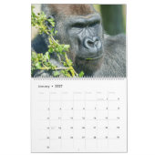 2027 Timeless Lope Blackback Gorilla Kalender (Jan 2027)