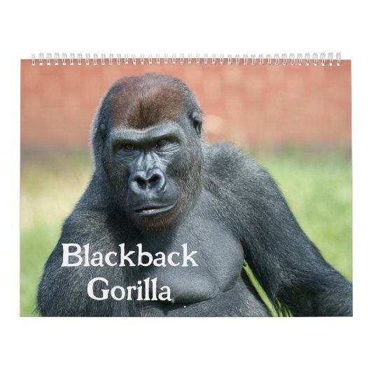 2027 Timeless Lope Blackback Gorilla Kalender (Hoes)