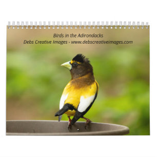 2027 Vogels van de Adirondacks   Zangvogels Kalender