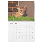 2027 Witstaartherten | Baby-wildleven Kalender (Jan 2027)