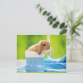20_baby_animals (4) BABY BUNNY RABBIT blue greens Briefkaart (Staand voorkant)