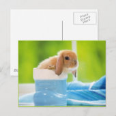 20_baby_animals (4) BABY BUNNY RABBIT blue greens Briefkaart (Voorkant / Achterkant)