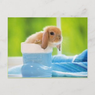 20_baby_animals (4) BABY BUNNY RABBIT blue greens Briefkaart