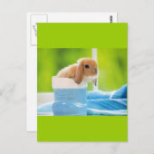 20_baby_animals (4) BABY BUNNY RABBIT blue greens Briefkaart (Voorkant / Achterkant)