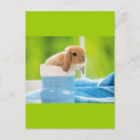 20_baby_animals (4) BABY BUNNY RABBIT blue greens