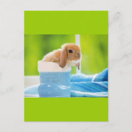 20_baby_animals (4) BABY BUNNY RABBIT blue greens Briefkaart