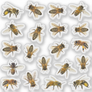 20 Realistisch Honeybee Apiary Stickers