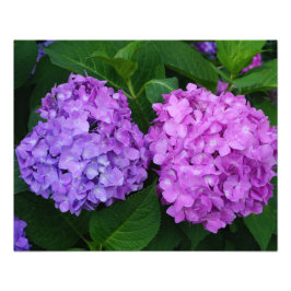 20"x16" Hortensia Foto Afdruk