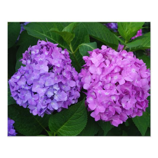 20"x16" Hortensia Foto Afdruk (Voorkant)