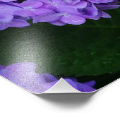 20"x16" Hortensia Foto Afdruk (Hoek)