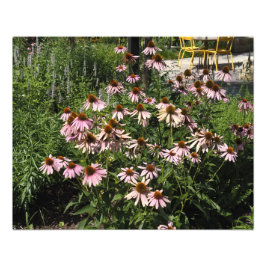 20"x16" Roze Echinacea's Foto Afdruk