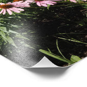 20"x16" Roze Echinacea's Foto Afdruk (Hoek)