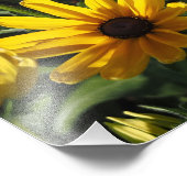 20"x16" Zwarte-ogige Susans Foto Afdruk (Hoek)