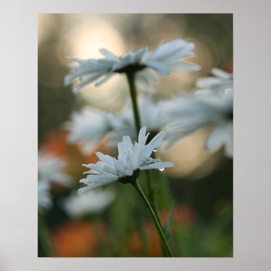 20 x 16 inch, Value Poster Paper (Matte) (Voorkant)