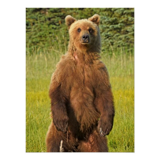 20 x 26,67-inch glanzend Poster van grizzly beer (Voorkant)