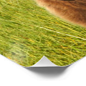 20 x 26,67-inch glanzend Poster van grizzly beer (Hoek)