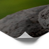 20x16 Albino Robin in Crown Point Poster (Hoek)