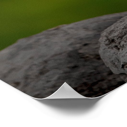 20x16 Albino Robin in Crown Point Poster (Hoek)