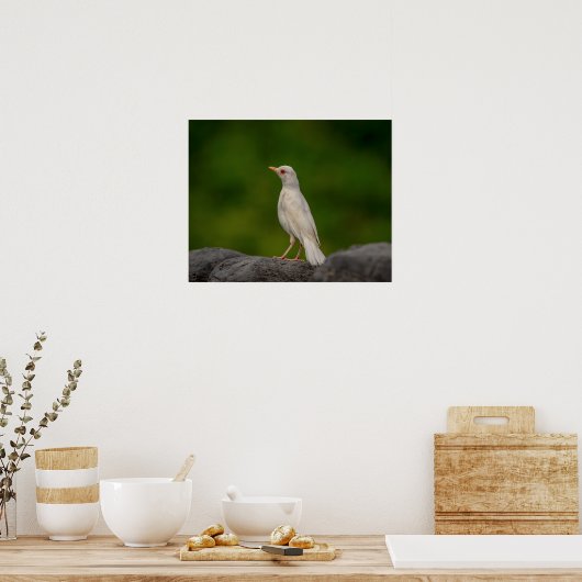 20x16 Albino Robin in Crown Point Poster (Keuken)