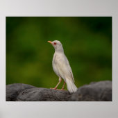 20x16 Albino Robin in Crown Point Poster (Voorkant)