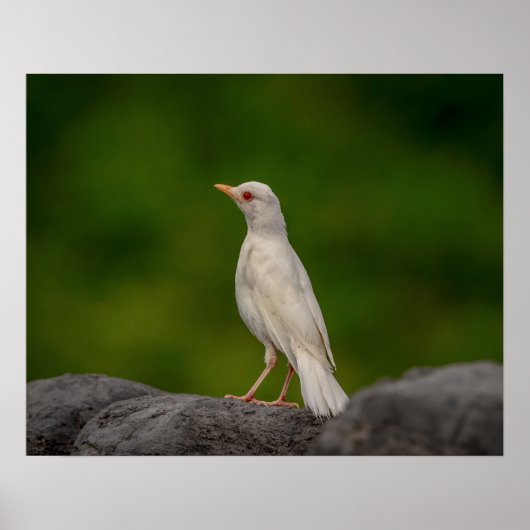 20x16 Albino Robin in Crown Point Poster (Voorkant)