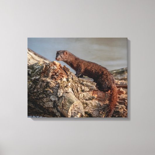 20x16 American Mink Canvas Afdruk (Voorkant)