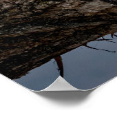 20x16 American Mink Poster (Hoek)