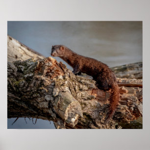 20x16 American Mink Poster