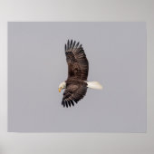 20x16 Bald Eagle in Flight Poster (Voorkant)