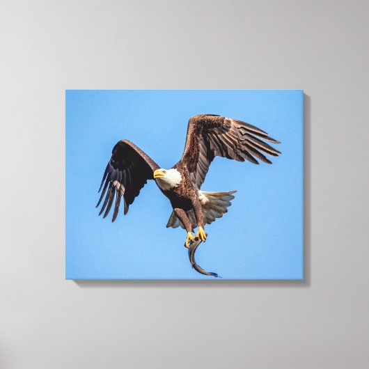 20x16 Bald Eagle met een vis Canvas Afdruk (Voorkant)