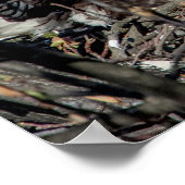 20x16 Bald Eagle met haar baby Poster (Hoek)