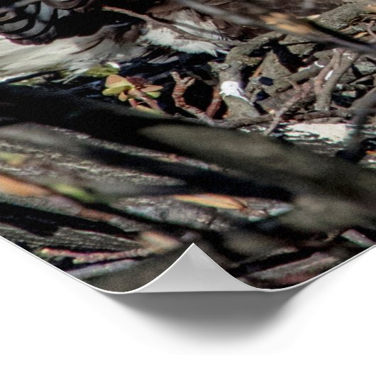 20x16 Bald Eagle met haar baby Poster (Hoek)