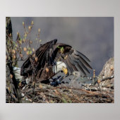 20x16 Bald Eagle met haar baby Poster (Voorkant)