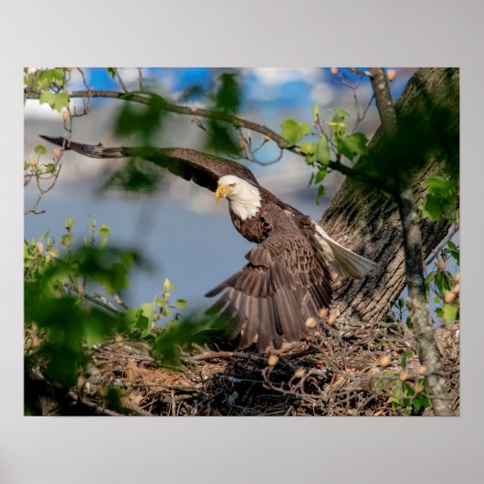 20x16 Bald Eagle met het nest Poster (Voorkant)
