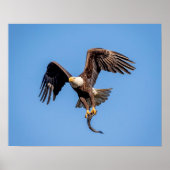 20x16 Bald Eagle with a fish Poster (Voorkant)