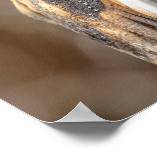 20x16 Barn Owl Poster (Hoek)