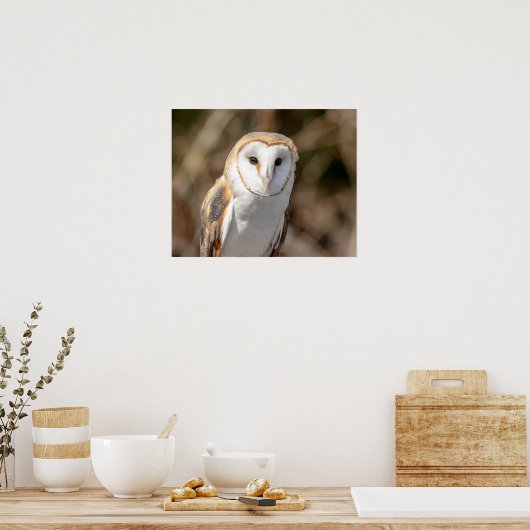 20x16 Barn Owl Poster (Keuken)