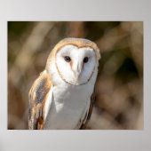 20x16 Barn Owl Poster (Voorkant)