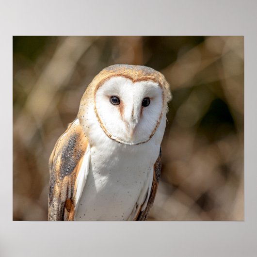 20x16 Barn Owl Poster (Voorkant)