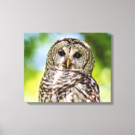 20x16 Barred Owl Canvas Afdruk (Voorkant)