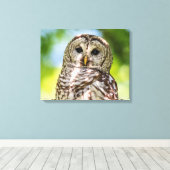 20x16 Barred Owl Canvas Afdruk (Insitu (Houten vloer))