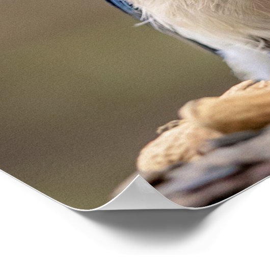 20x16 Blauwe kap met pinda's Poster (Hoek)