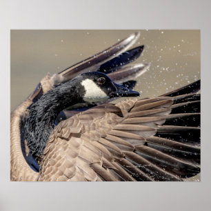 20x16 Canada Goose Poster